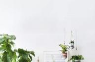 家庭綠植如何擺放更出彩？