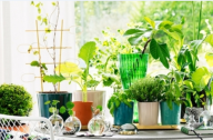 選擇家居植物有哪些講究？