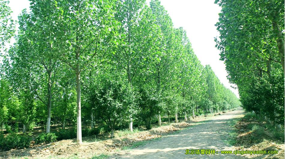 清馨園林苗木基地實(shí)錄