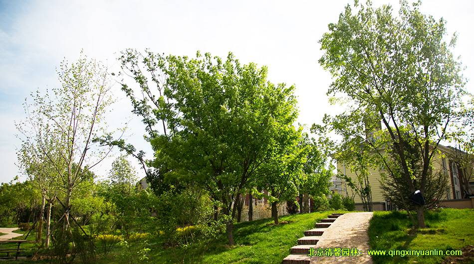 北京楓樹家園 園林景觀綠化