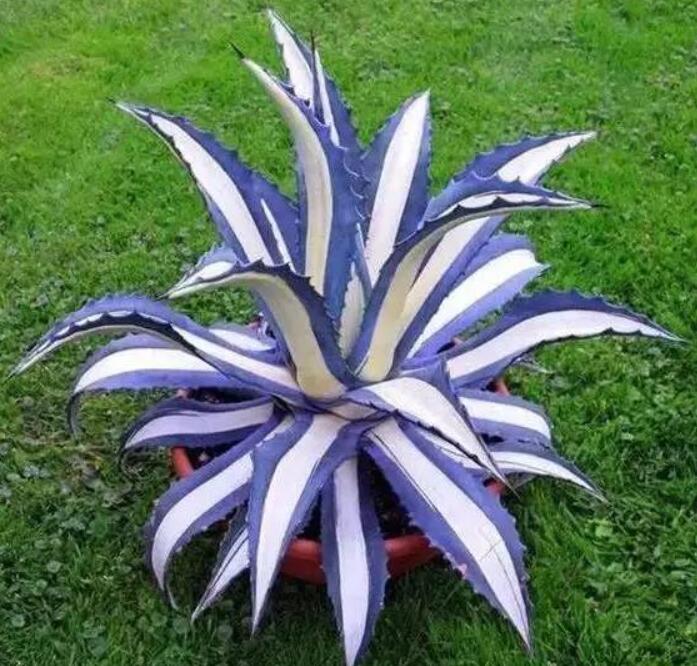 園林經(jīng)典之作 廈門萬(wàn)石植物園