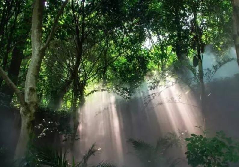 園林經(jīng)典之作 廈門萬(wàn)石植物園