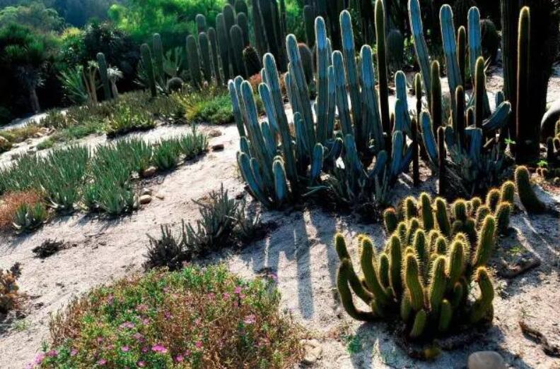 園林經(jīng)典之作 廈門萬(wàn)石植物園