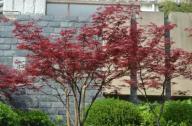 最適合行道樹(shù)、風(fēng)景林的綠化植物：彩葉喬木