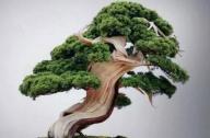 盆景七大類，你都知道嗎？