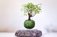磁懸浮盆栽：讓植物也能飄起來(lái)