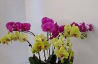 年宵花：蝴蝶蘭選購與養(yǎng)護(hù)